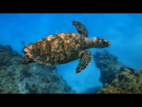 Video: Wo man Meeresschildkröten in der Karibik sehen kann
