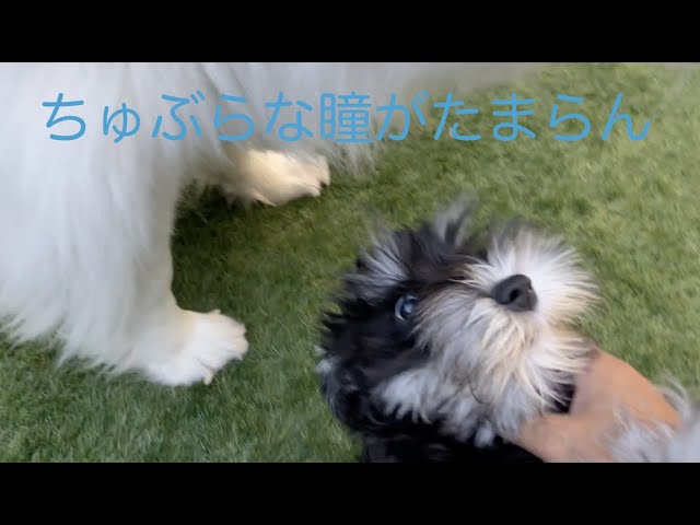 元気いっぱいそらくんとくぅちゃん家の様子 グレートピレニーズ ミニチュアシュナウザー