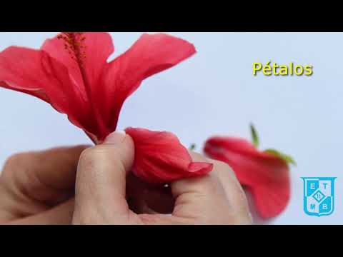 Diseccion de la flor