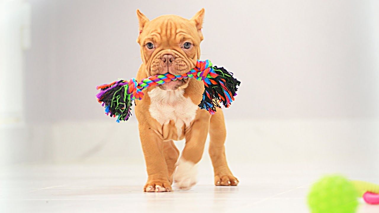 Такие ПОХОЖИЕ, но такие РАЗНЫЕ! Два родных брата. Кто вам больше ...