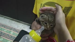 Kitten rescue| Trying to feed Kitten