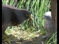 New Zealand Birds: New Zealand Falcon feeding chick