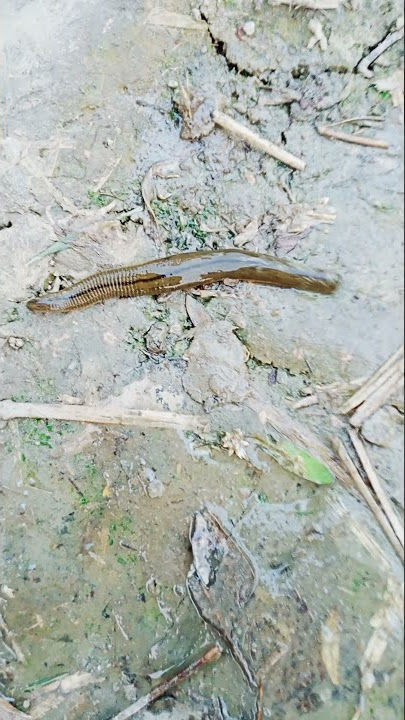जोक (leech) #leech#jok#trending#shorts