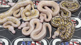 26bpC9 just hatched! 