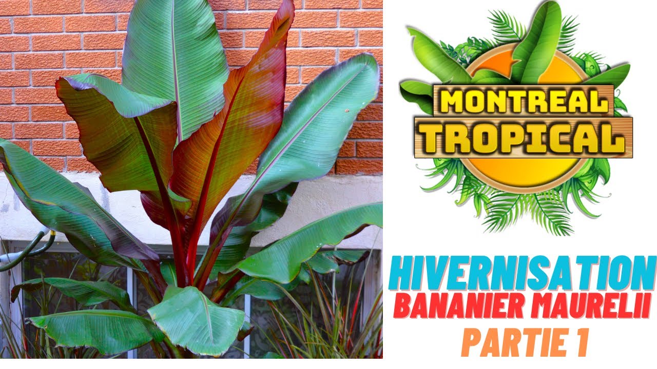 Partie 1 - Hivernisation : bananiers maurelii