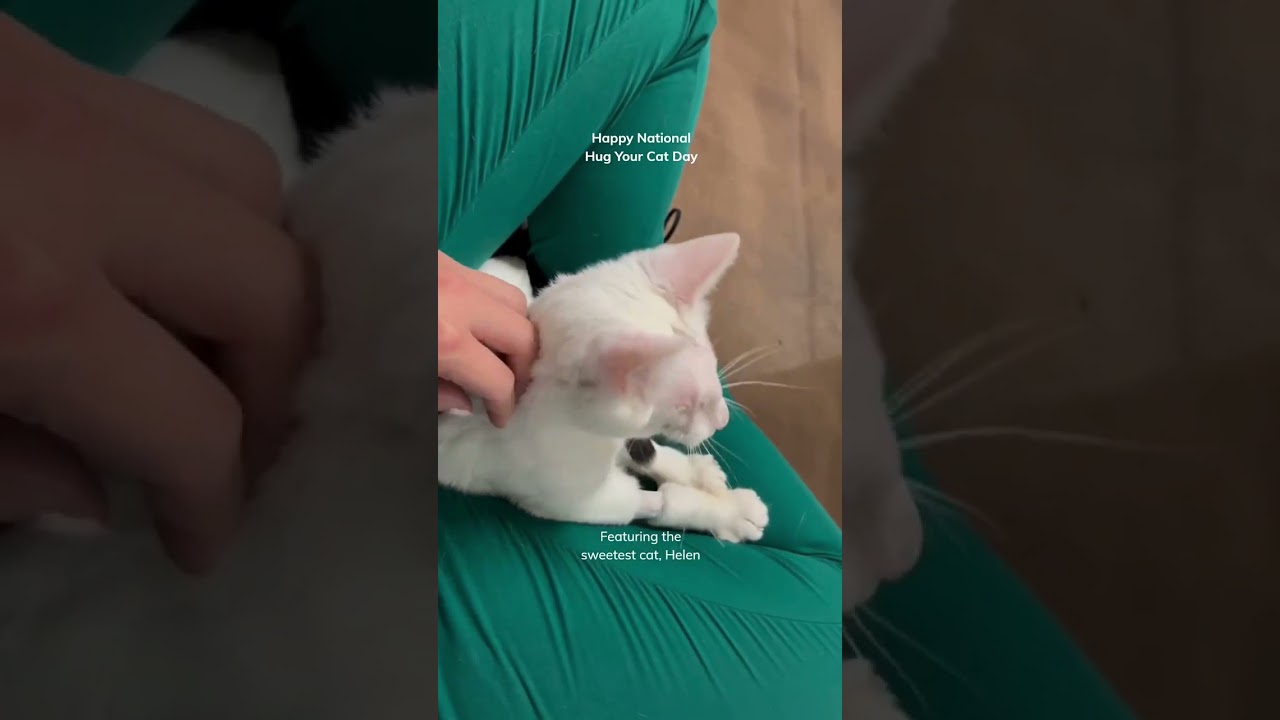 🐾❤️ Happy National Hug Your Cat Day! 🤗🐱 Meet Helen, an adorable adoptable cat 