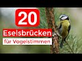 20 Eselsbrücken für Vogelstimmen | Vogelstimmen Merkhilfe