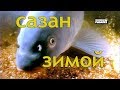 САЗАН ЗИМОЙ.  Cyprinus carpio О чём молчат рыбы 72