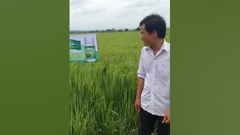 Dak Lak - Trừ cỏ lông lợn bằng BASAGRAN SL