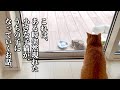 【ライブ配信中に子猫を保護しました】心優しい茶トラ先住猫との運命の出逢い〜4ヶ月前の衝撃秘話から現在までの記録。