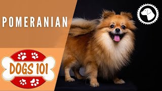 Dogs 101 - DAMERANIAN - Top Dog Facts about the DAMERANIAN | DOG BREEDS 🐶 #BrooklynsCorner