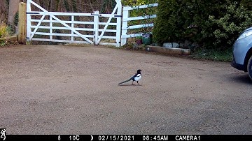 Browning Recon Force Elite HP4 example video - magpie