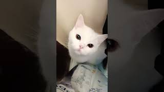 Bak 2 Saattir Kedi Arıyorum