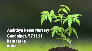 Melia Dubia Plants Wholesale Suppliers ( Malabar Neem, Malabar Vepa, Royal Tree, Malai Vembu)