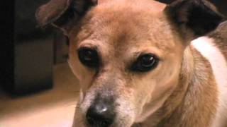 Animal Abuse Commercial