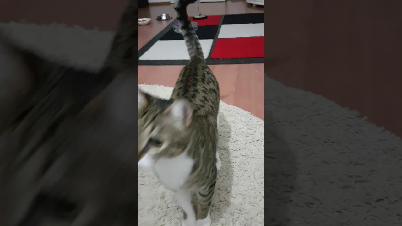 At Getir Oynayan Kedi YouTube