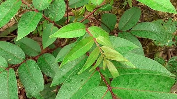 Tìm hiểu về cây Mác khén. THẢO DƯỢC VIỆT