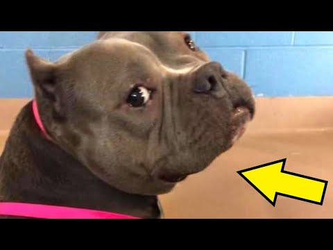Video: Ali bo kastracija psa pomirila?