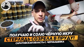 Получаю и солю чёрную икру из стерляди выращенной в пруду!