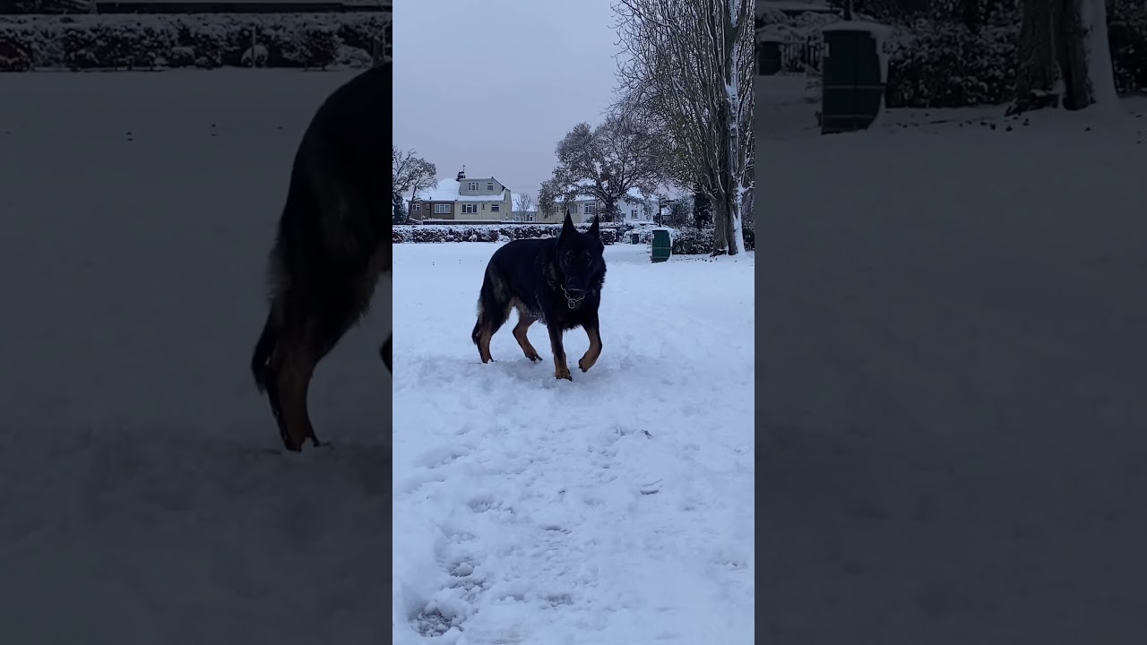 Big german shepherd working line dog