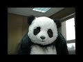 Panda Cheese Commercials But When The Panda Is On Screen The Video Plays At Triple Speed