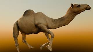 Realistic Animated Camel - Rigged & Low Poly Game Ready