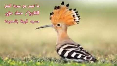 تلاوة خاشعة من سورة النمل بصوت القارئ حماد بن عزي | إمام مسجد البينة بمدينة الحديدة - اليمن