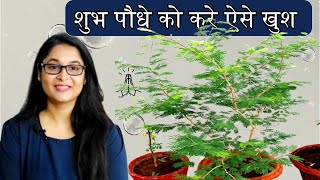 Tips to grow Shami Plant / Shami plant complete care शमी का पौधा कैसे लगाएं / #shamiplant #gardening screenshot 4
