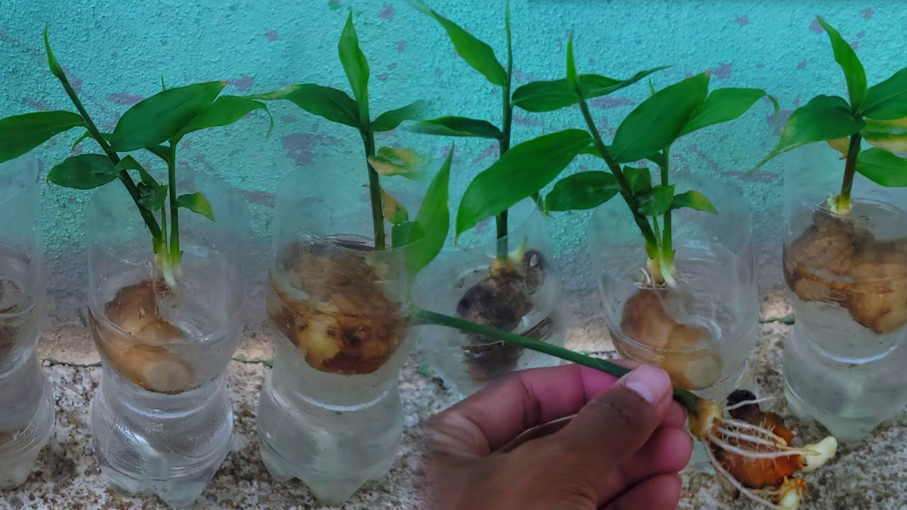 How to grow Ginger in water for beginners, Growing ginger at home