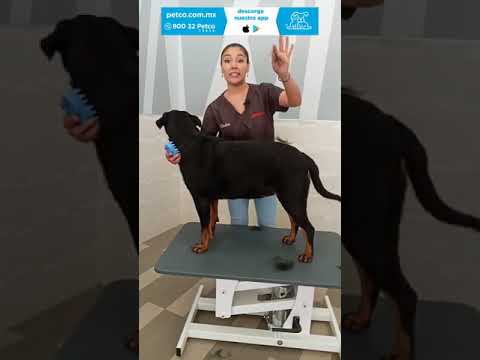 Cómo cepillar a tu pequeño de pelo corto hqdefault