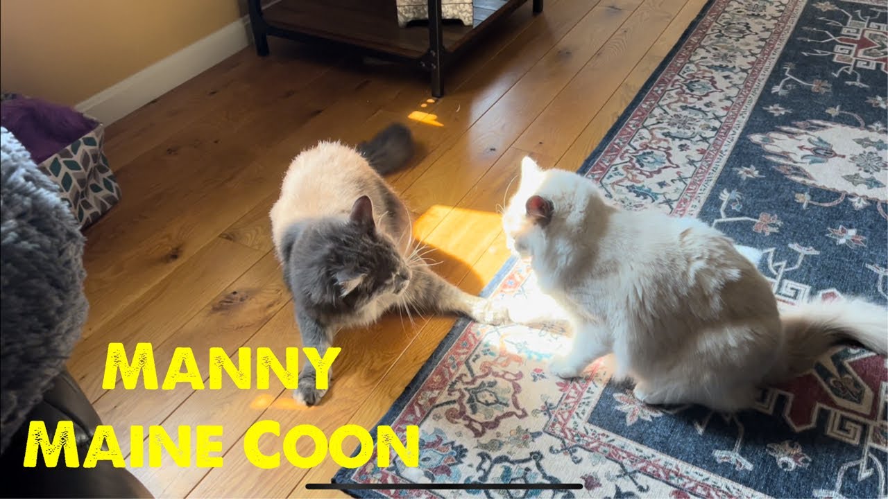 Vicious Ragdoll Cat Bites Huge Maine Coon YouTube