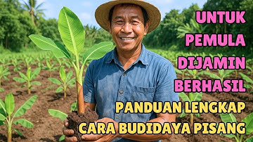 UNTUK PEMULA DIJAMIN BERHASIL‼️ PANDUAN LENGKAP CARA BUDIDAYA PISANG