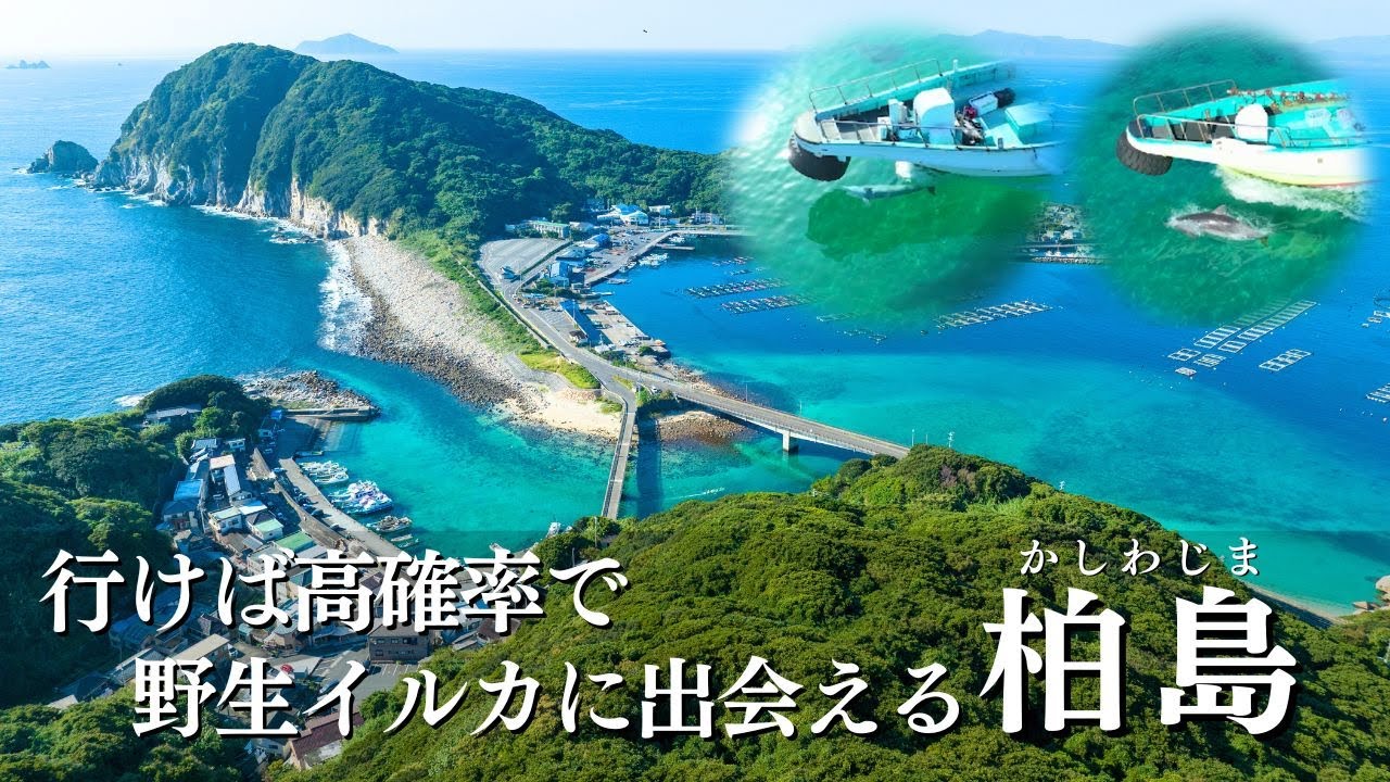 【貴重】柏島に住み着く2頭の野生イルカ🐬をたっぷり見せます