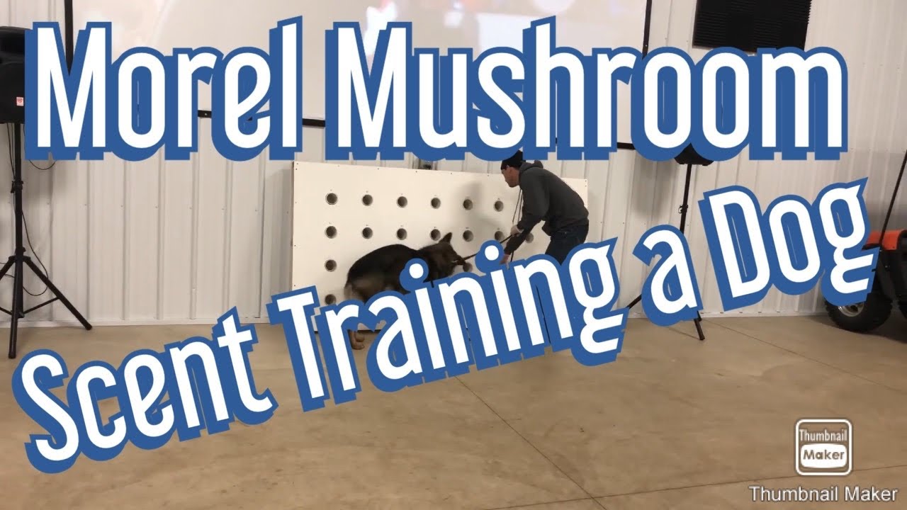 Morel Scent Training with Zeus Pt. 1 YouTube