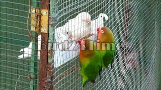 African Lovebird cage | A romantic birds that breeds freely.