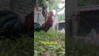 Download Lagu pikat 2023 MP3