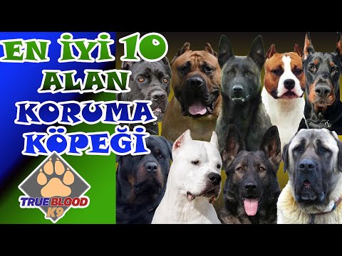 EN İYİ 10 ALAN KORUMA KÖPEĞİ