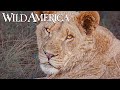 Wild America | S12 E7 Photographing Wildlife | Full Episode HD