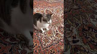 Nazonun Babasıyla Günlük Diyaloğu