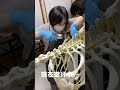 ダチョウの全身骨格標本 両翼と首がつきました【美里オーストリッチファーム】#shorts