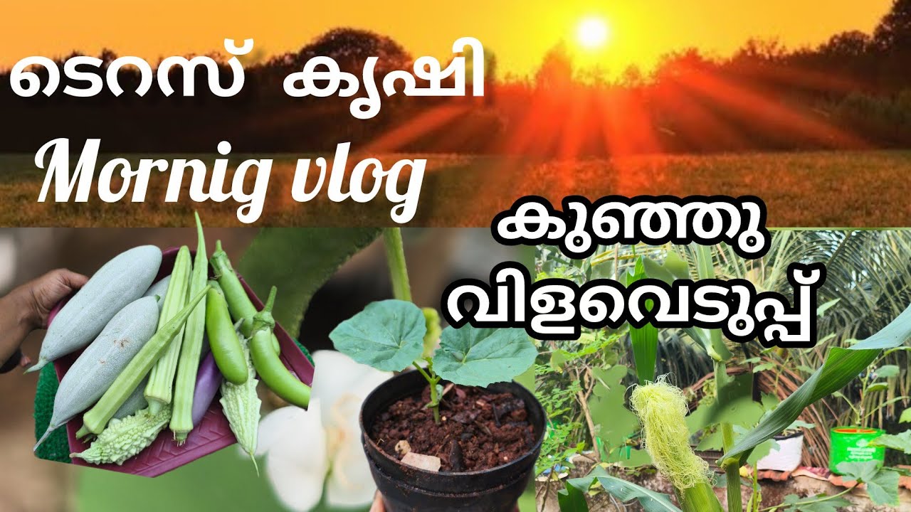 ടെറസിലെ പ്രഭാത കായ്ച്ചകൾ ചെറിയ വിളവെടുപ്പും 🥰morning vlog #jaivakrishi #gardening 