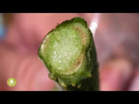 Video: Fusarium Wilt kartulil: kuidas ravida kartuleid Fusarium Wiltiga