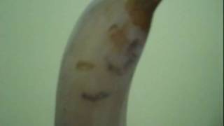 Banana Win Part Ii