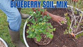 BLUEBERRY SOIL MIX | SEPTEMBER COLLARD GREENS HARVEST