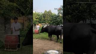 Buffalo Behavioral Detection COGSYS SHORT LOG May 2026