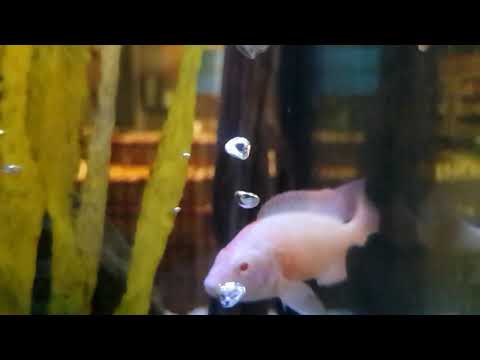 Video: Queue For Fish