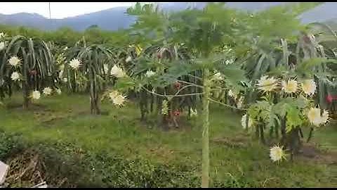 BUAH NAGA TUMBUH SUBUR DI TANAH KARO