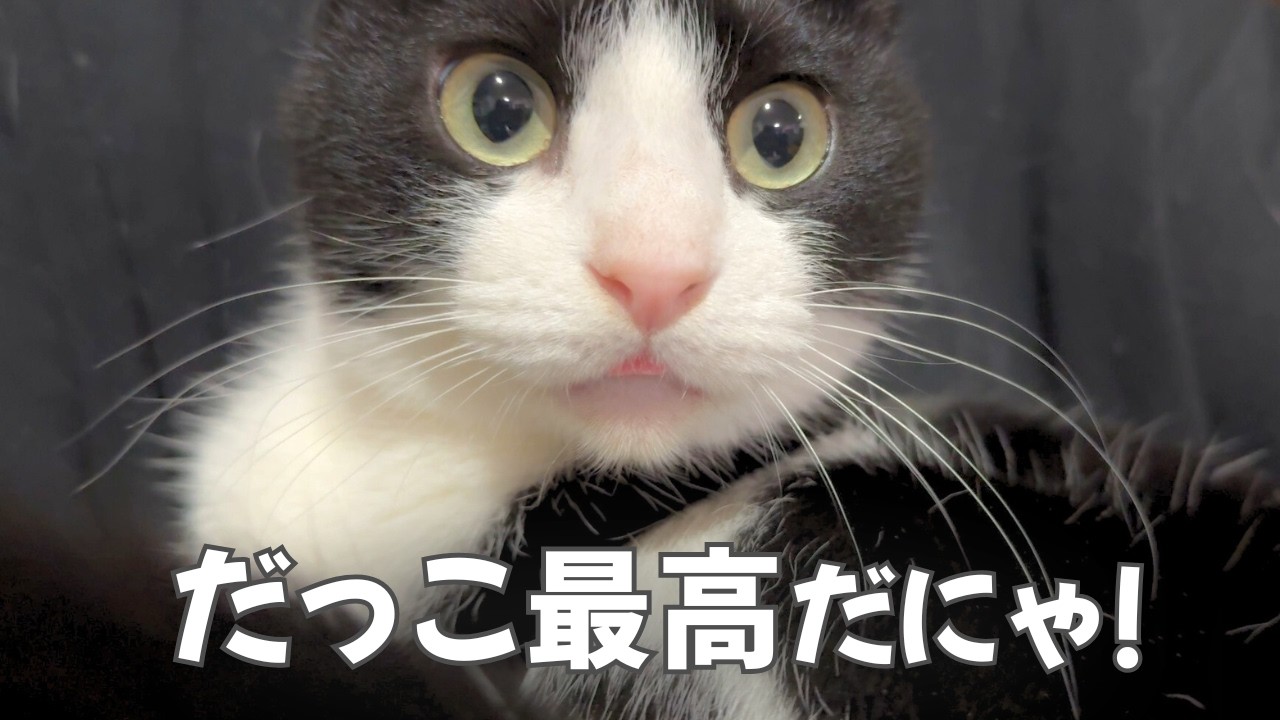 【かわいい猫】夜型夫婦と猫との暮らし / 人間で温まるハチワレ猫たち【今日のオロイズ】