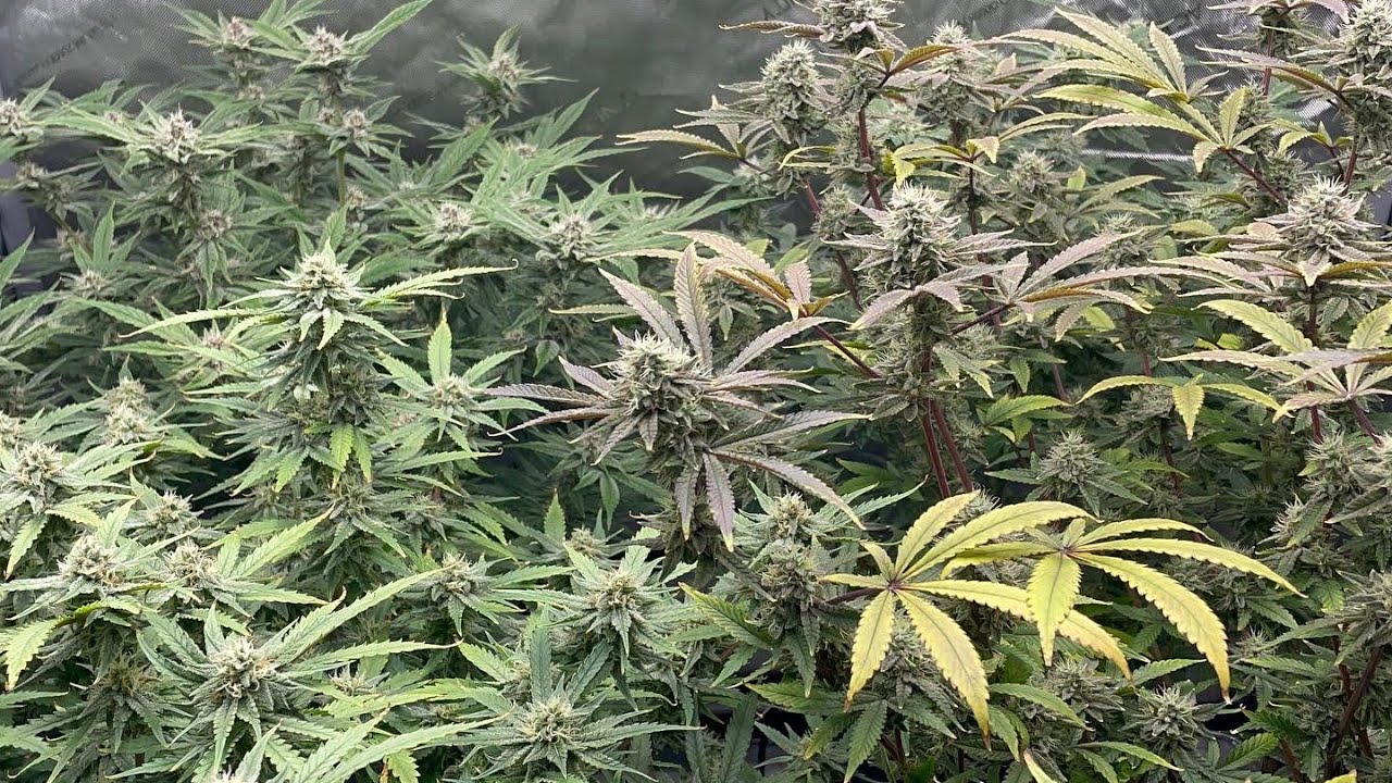 Week 6 flower update FC4800 DWC Runtz Franco Lemon Cheese Grimm Glue Purple Queen Getting Thicc