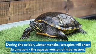 Welcome to Raystede's Project Terrapin intake unit!